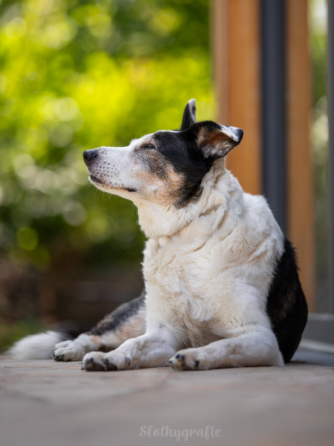 Hundeshooting mit Jacko im Ostalbkreis zwischen Ellwangen und Aalen