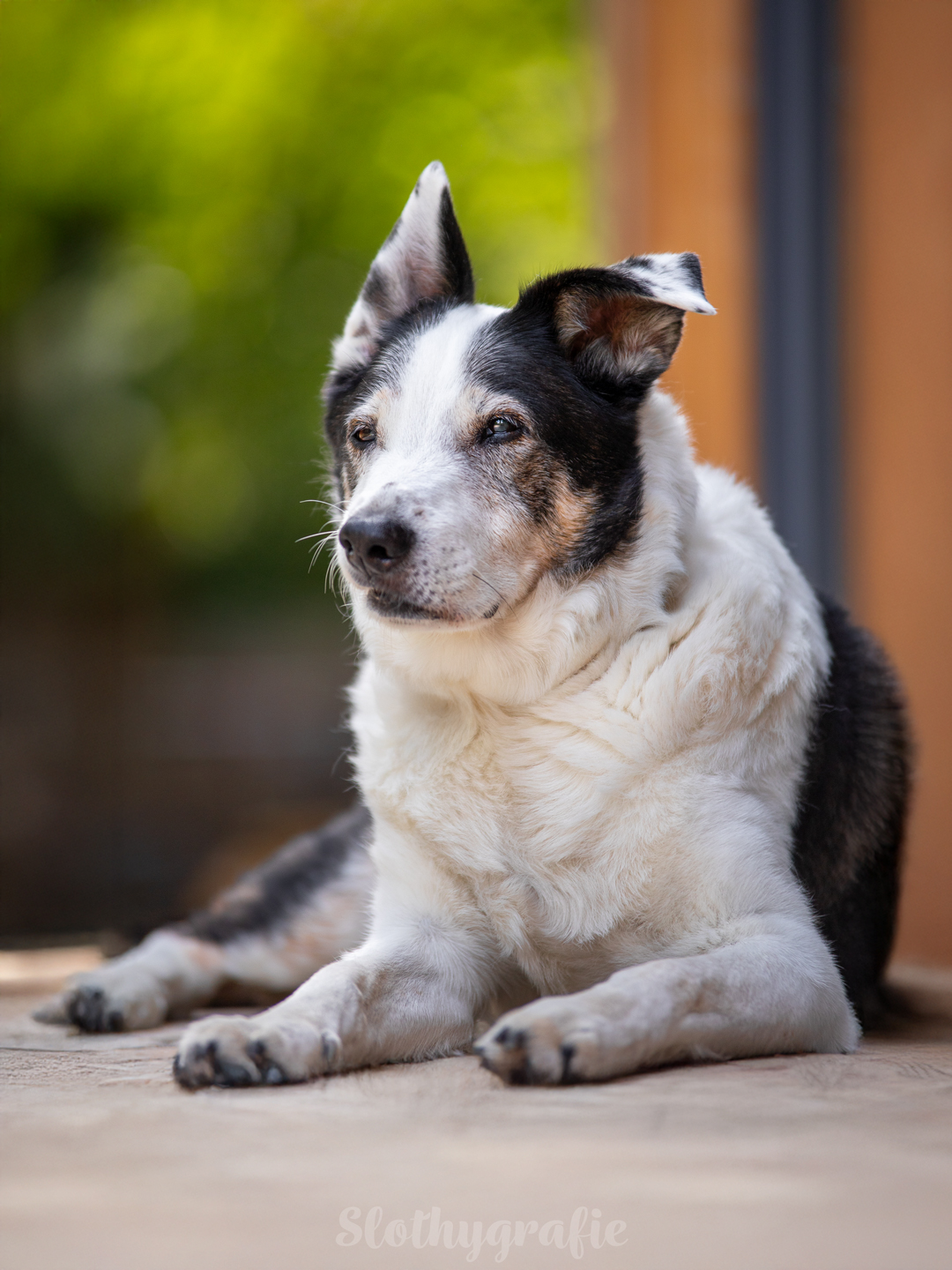 Hundeshooting mit Jacko im Ostalbkreis zwischen Ellwangen und Aalen