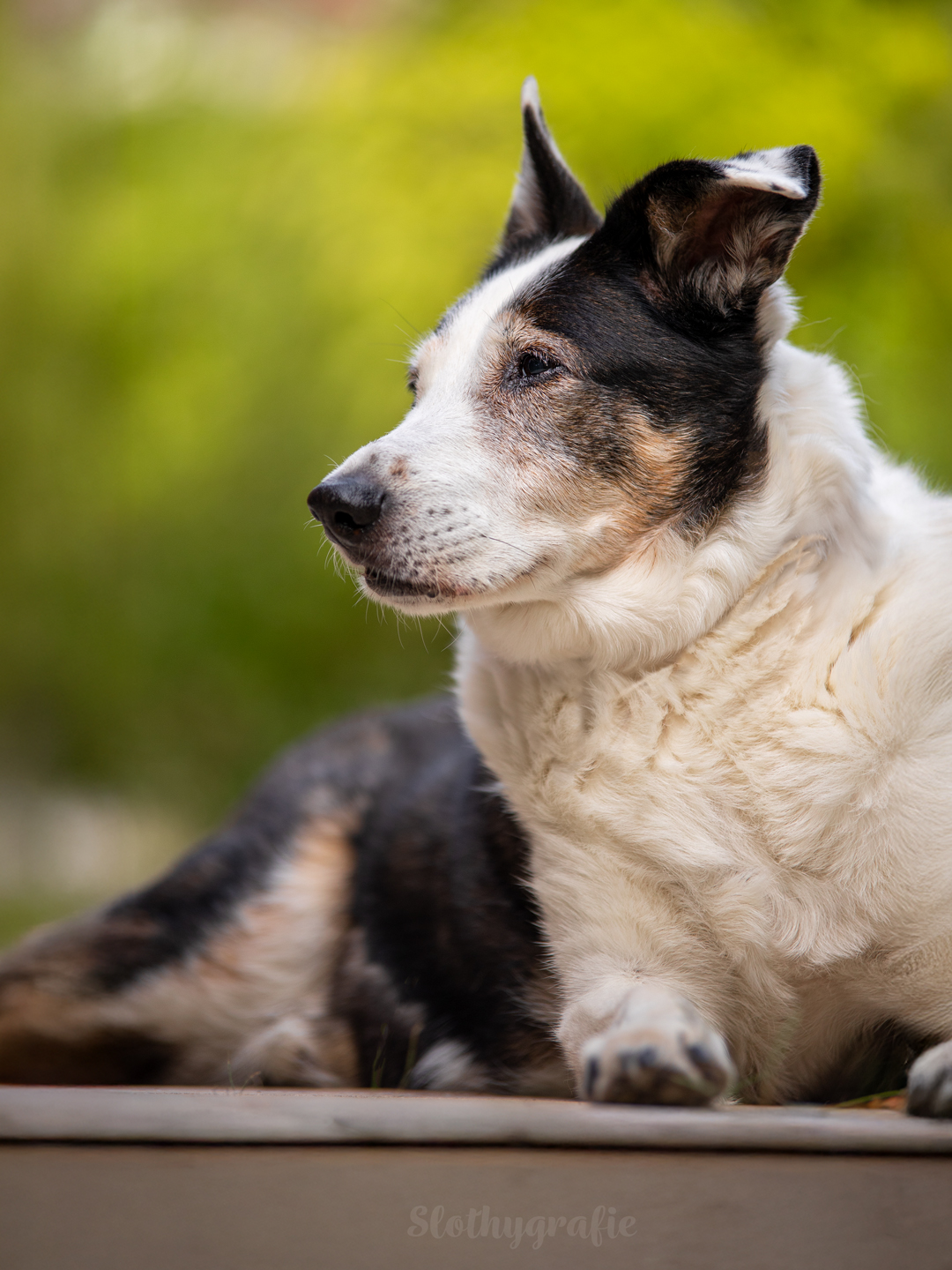 Hundeshooting mit Jacko im Ostalbkreis zwischen Ellwangen und Aalen