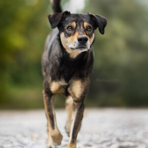 Action Hundefotografie mit Jacky beim Fotowalk rund um München in Ismaning