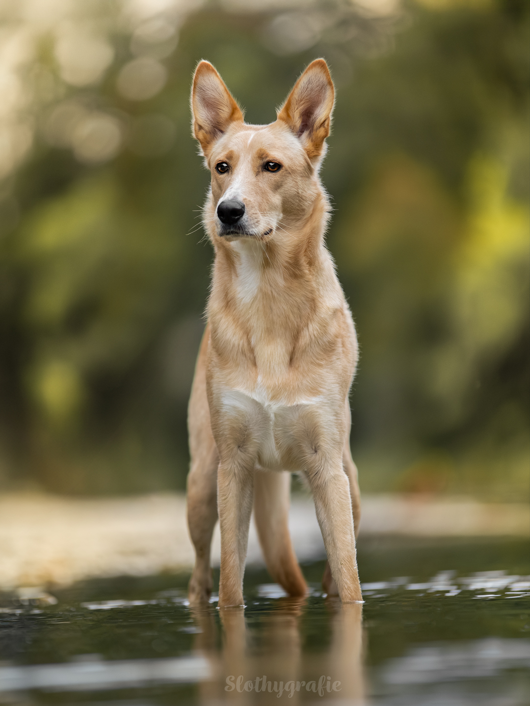 Action Hundefotografie mit Lotti beim Fotowalk rund um München in Ismaning