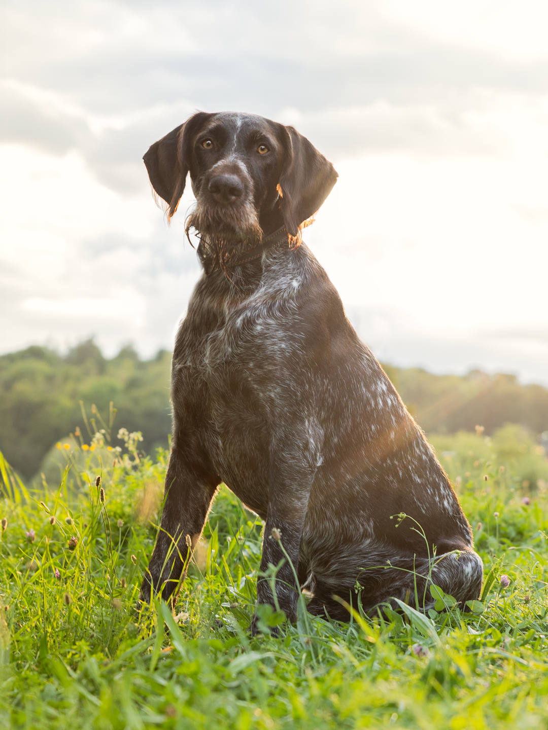 Rocko - Hundefotografie in Zöschingen