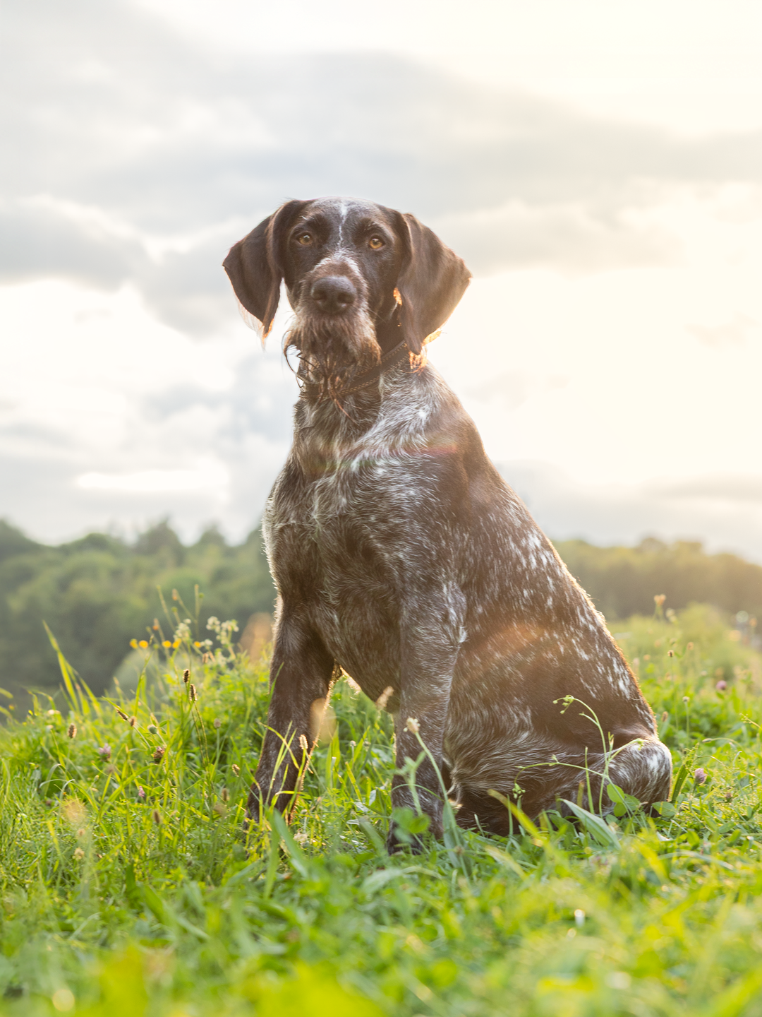 Rocko - Hundefotografie in Zöschingen