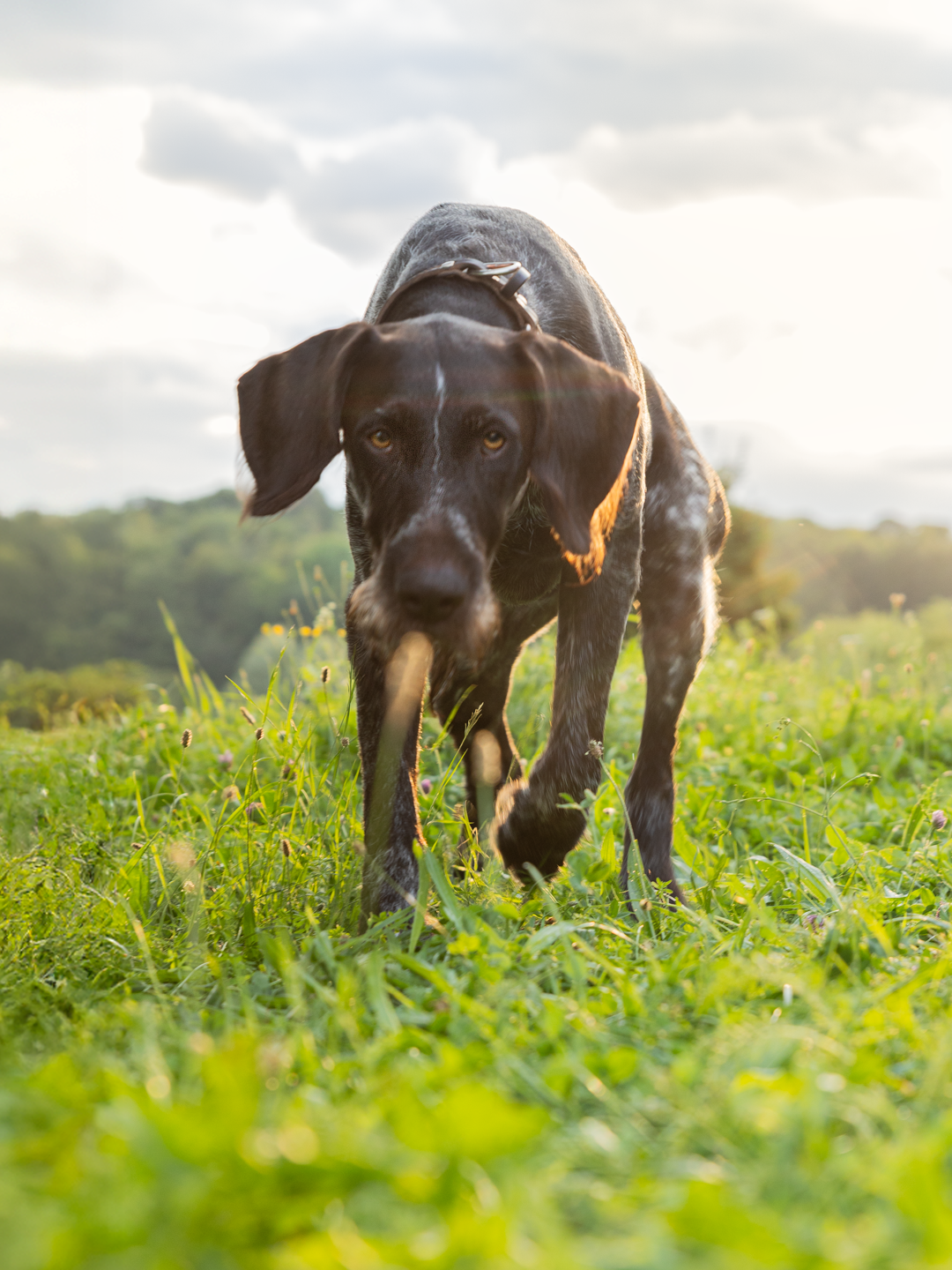 Rocko - Hundefotografie in Zöschingen