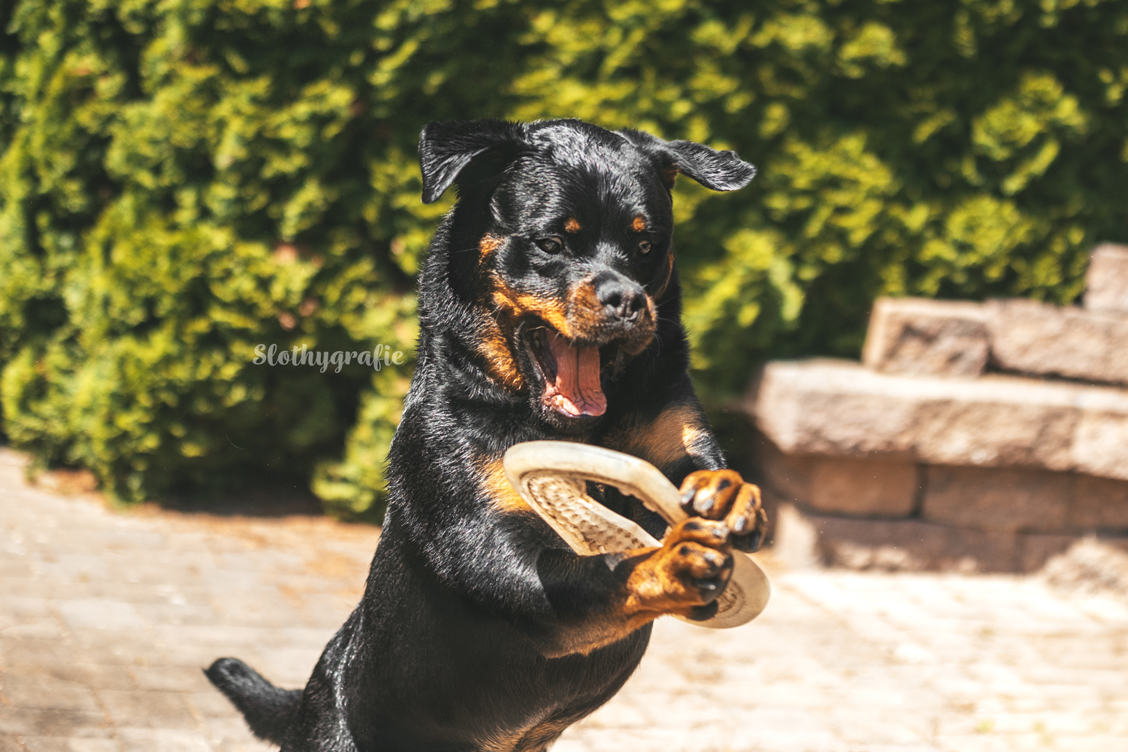 Hundeshooting mit Rottweiler Ragnar in Gachenbach