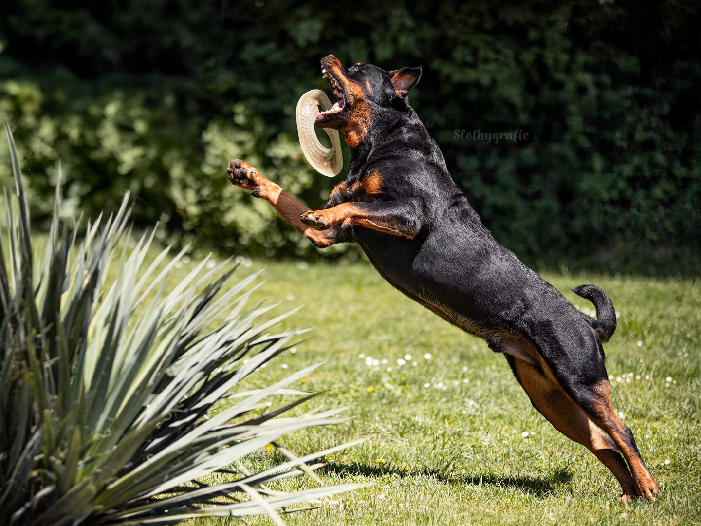 Hundeshooting mit Rottweiler Ragnar in Gachenbach