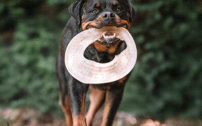 Hundefotografie in Gachenbach – Hundeshooting in Bayern