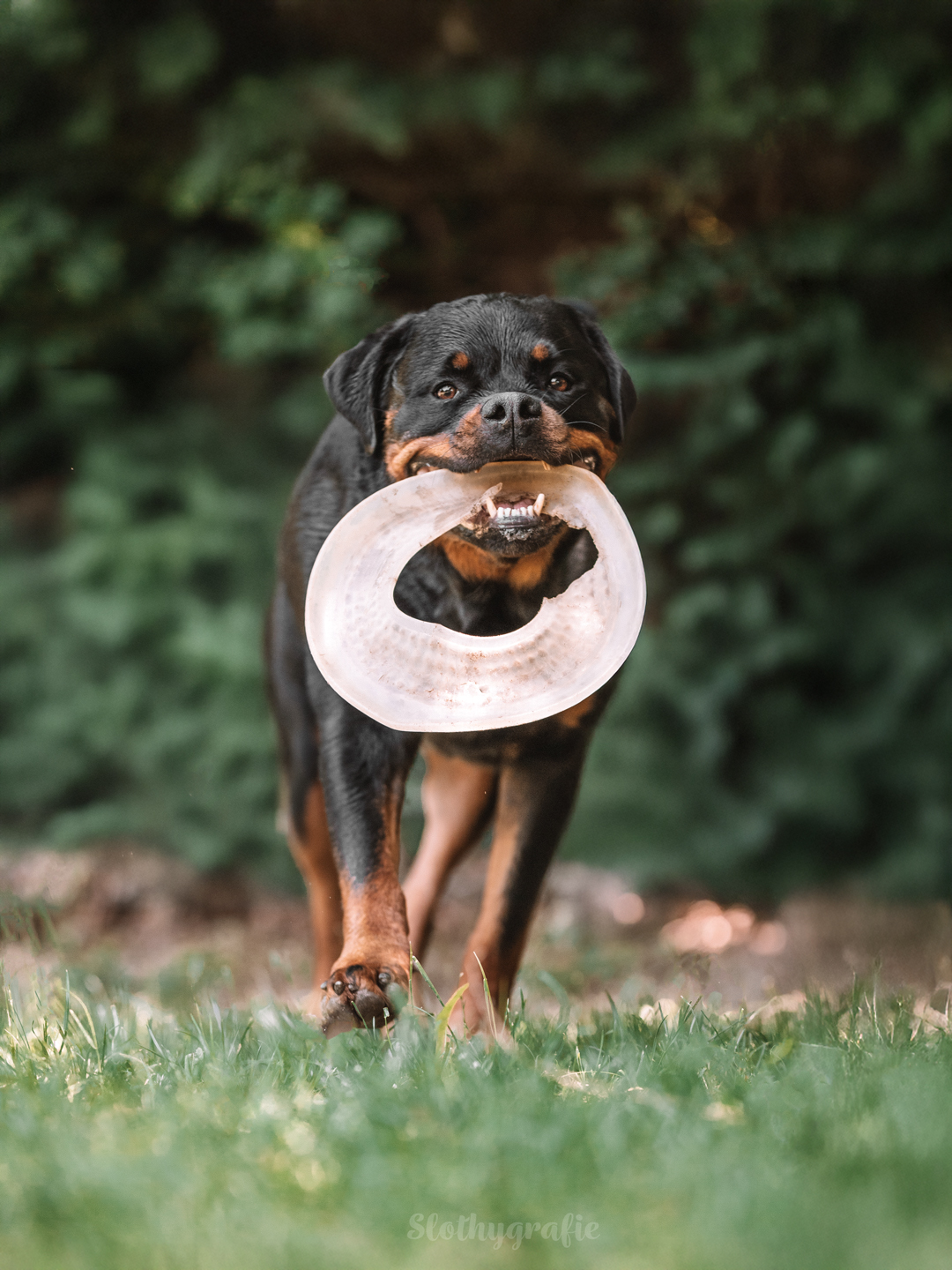 Hundeshooting mit Rottweiler Ragnar in Gachenbach