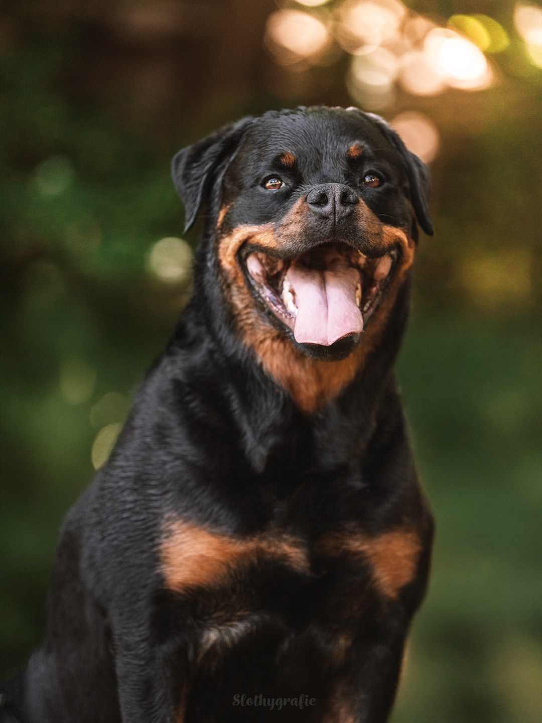 Hundeshooting mit Rottweiler Ragnar in Gachenbach