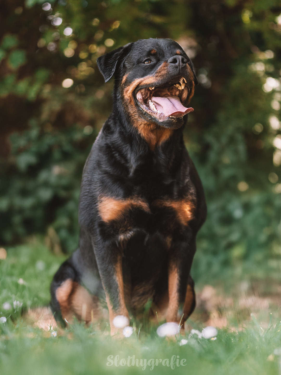 Hundeshooting mit Rottweiler Ragnar in Gachenbach