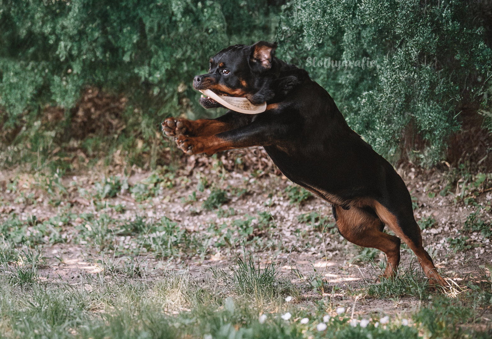 Hundeshooting mit Rottweiler Ragnar in Gachenbach