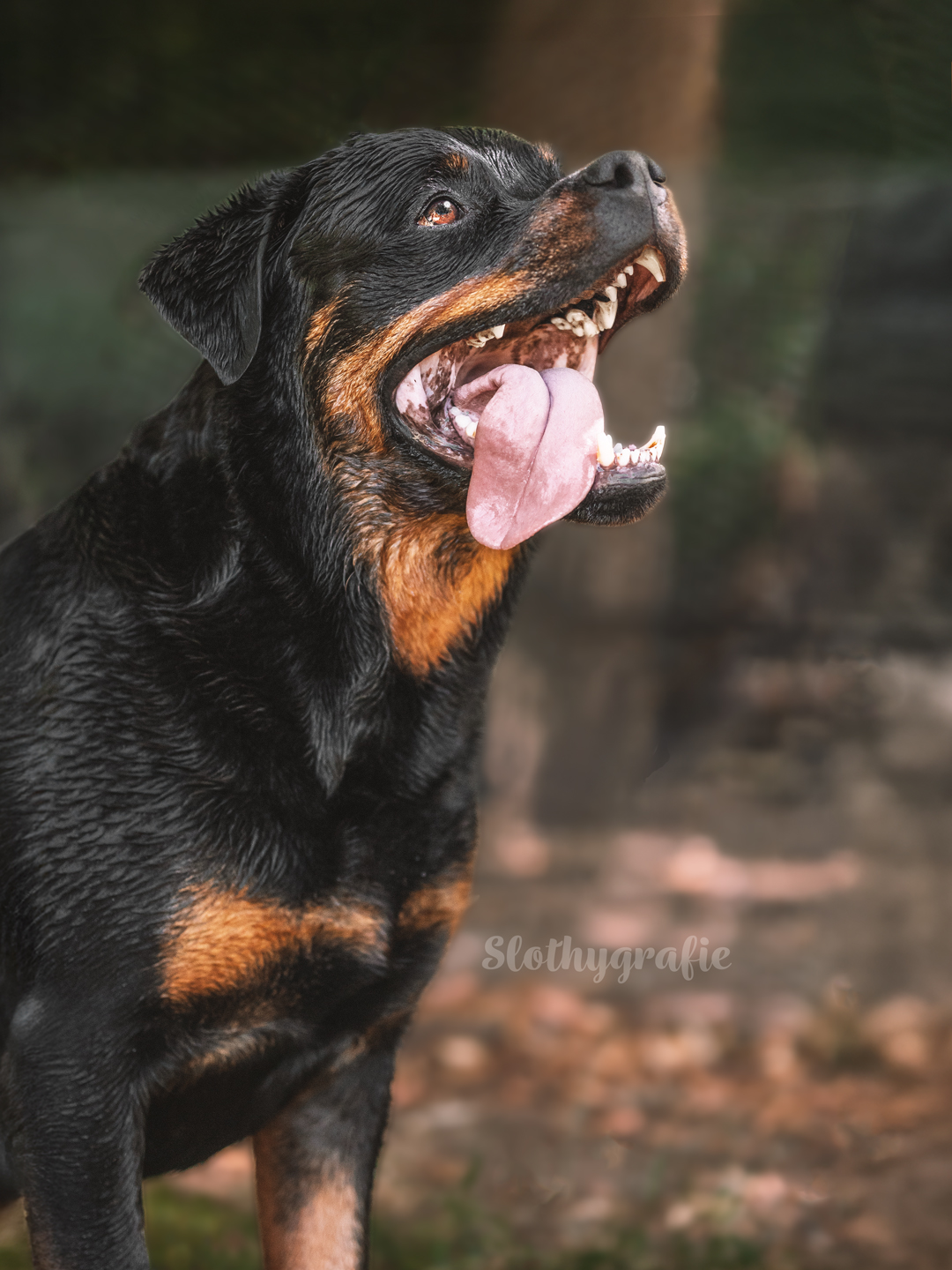 Hundeshooting mit Rottweiler Ragnar in Gachenbach