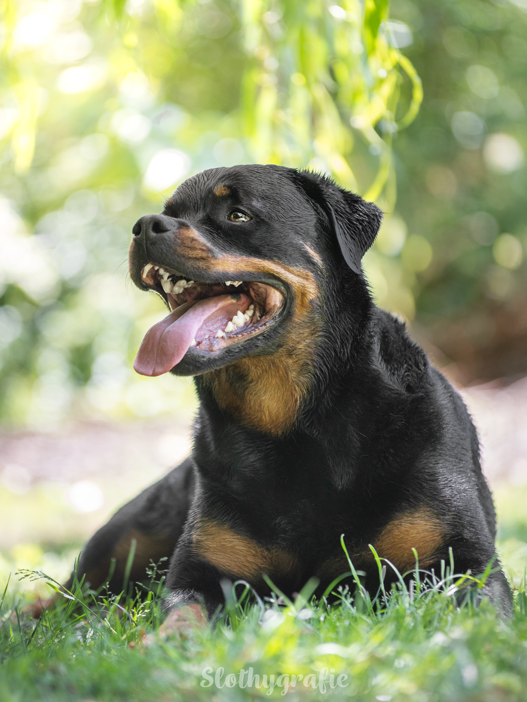 Hundeshooting mit Rottweiler Ragnar in Gachenbach