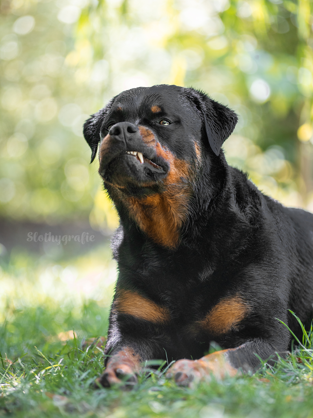 Hundeshooting mit Rottweiler Ragnar in Gachenbach