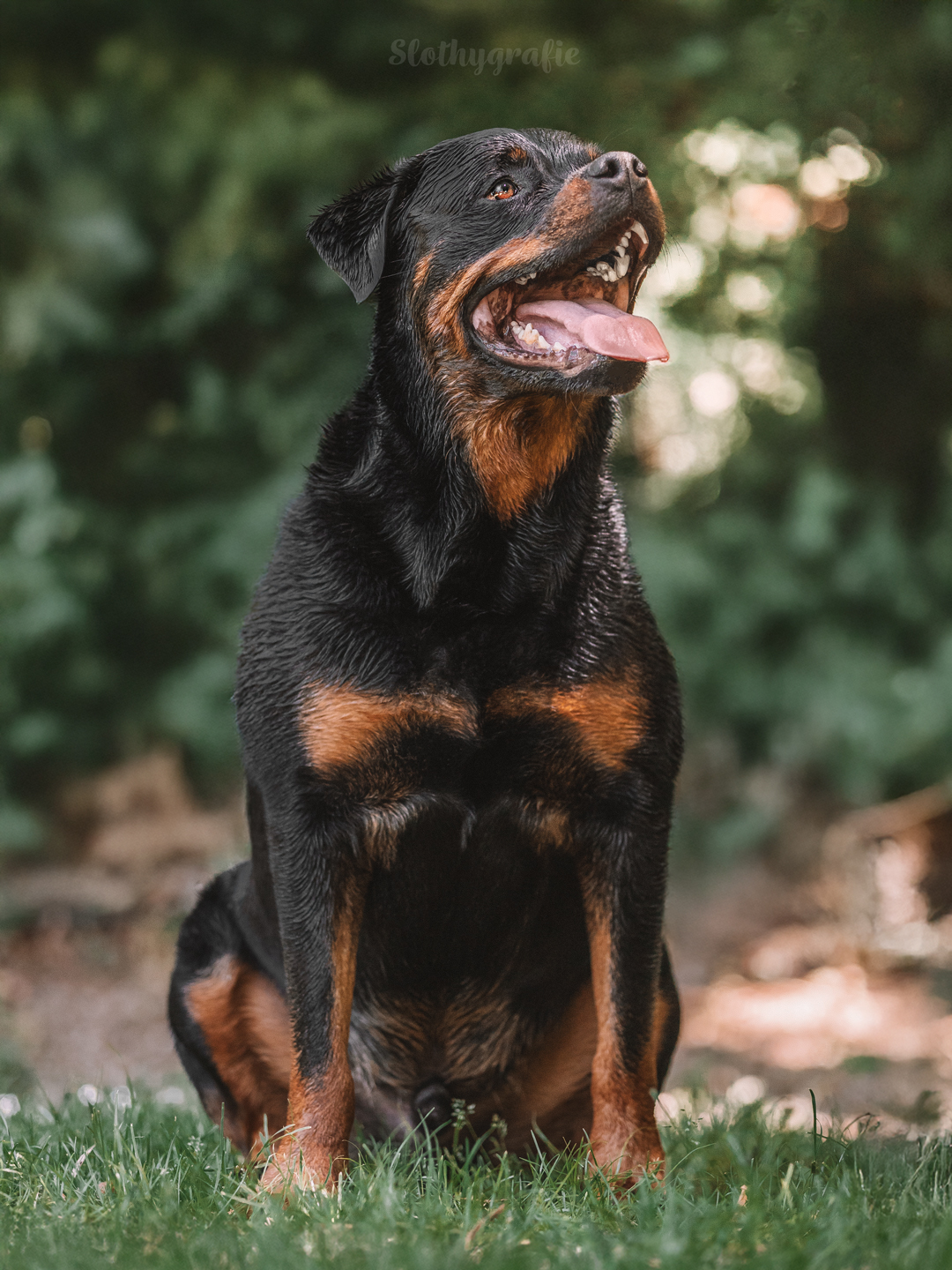 Hundeshooting mit Rottweiler Ragnar in Gachenbach