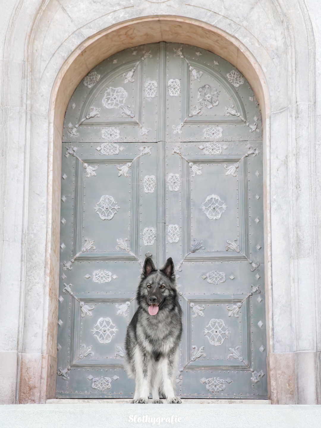 Hundefotografie mit Bonny in Fürstenfeldbruck am Kloster