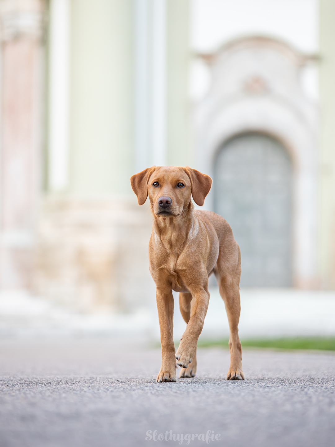 Elphie beim Hundeshooting in Fürstenfeldbruck