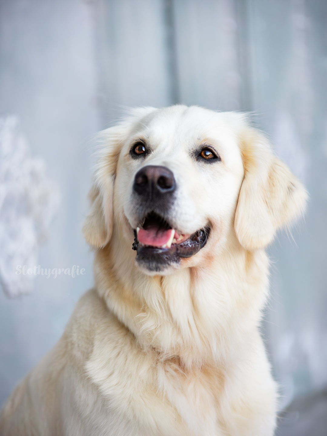 Frizzi beim Hundeshooting in Fürstenfeldbruck