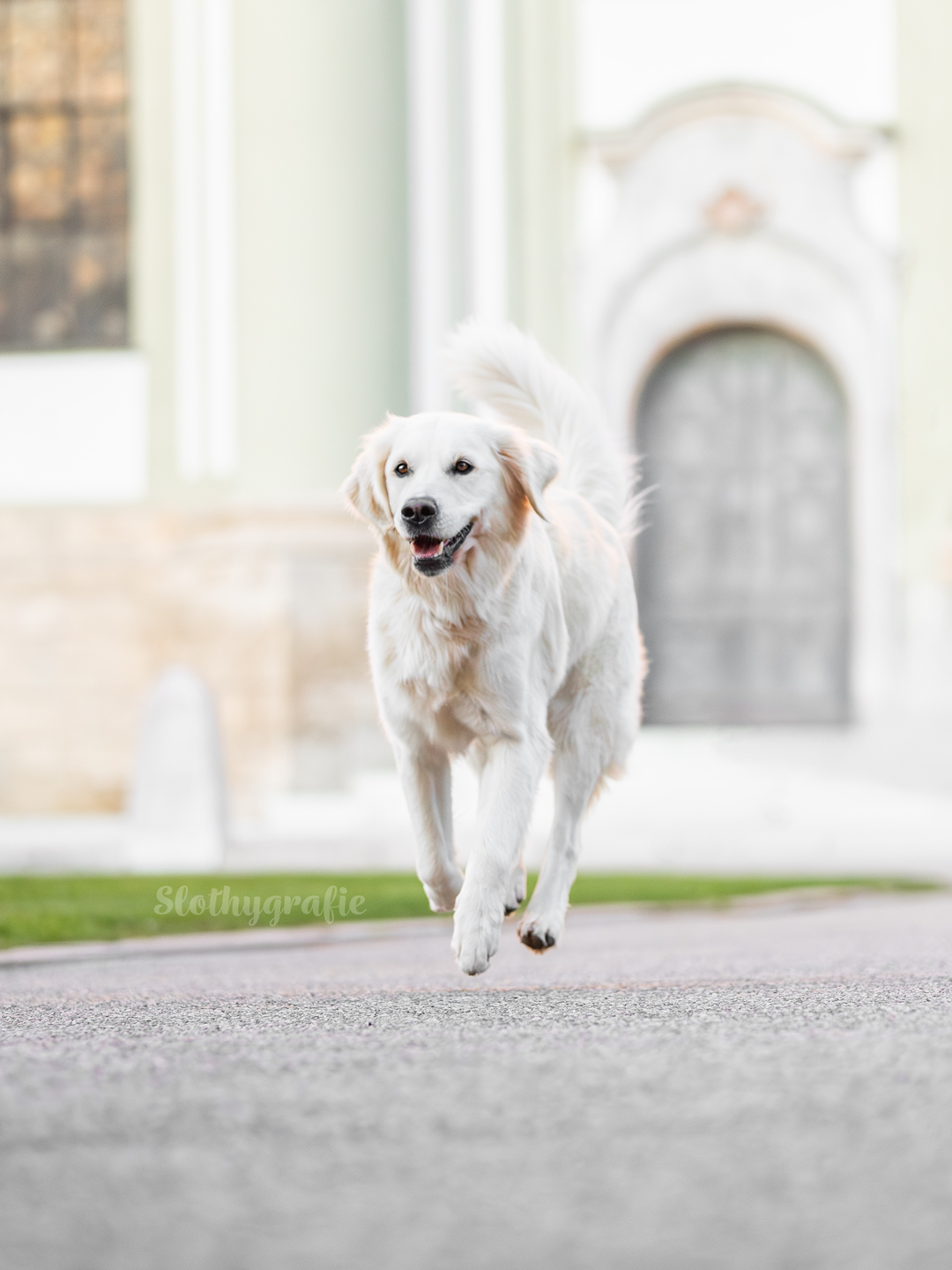 Frizzi beim Hundeshooting in Fürstenfeldbruck