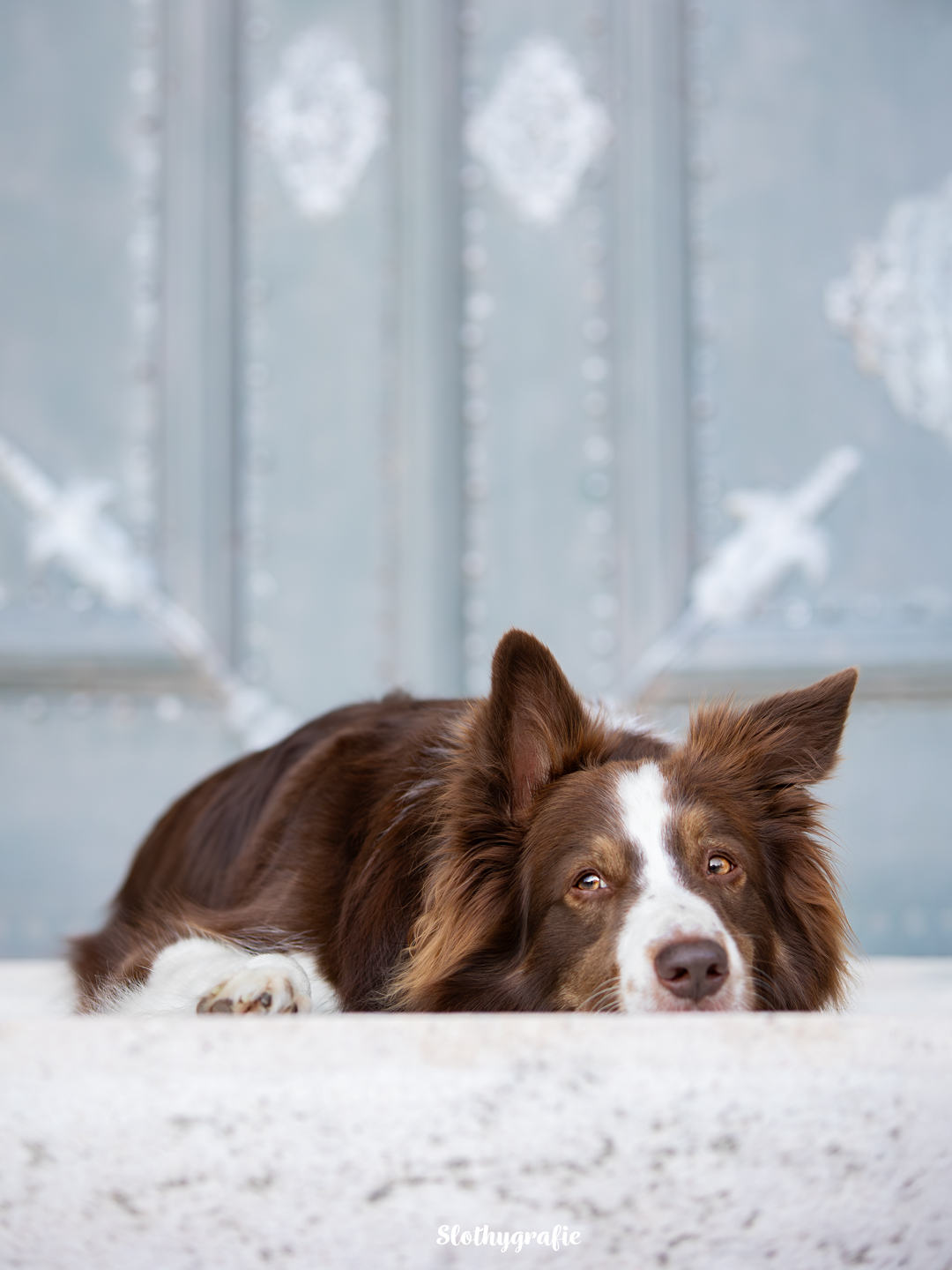 Gino beim Hundeshooting in Fürstenfeldbruck