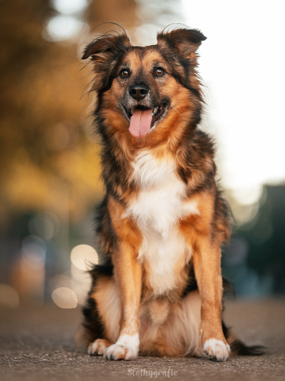 Jackson beim Hundeshooting in Fürstenfeldbruck