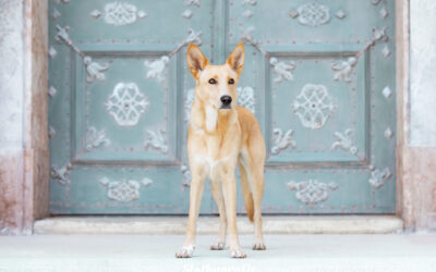 Hundeshooting in Fürstenfeldbruck – Unterwegs beim Fotowalk rund um München