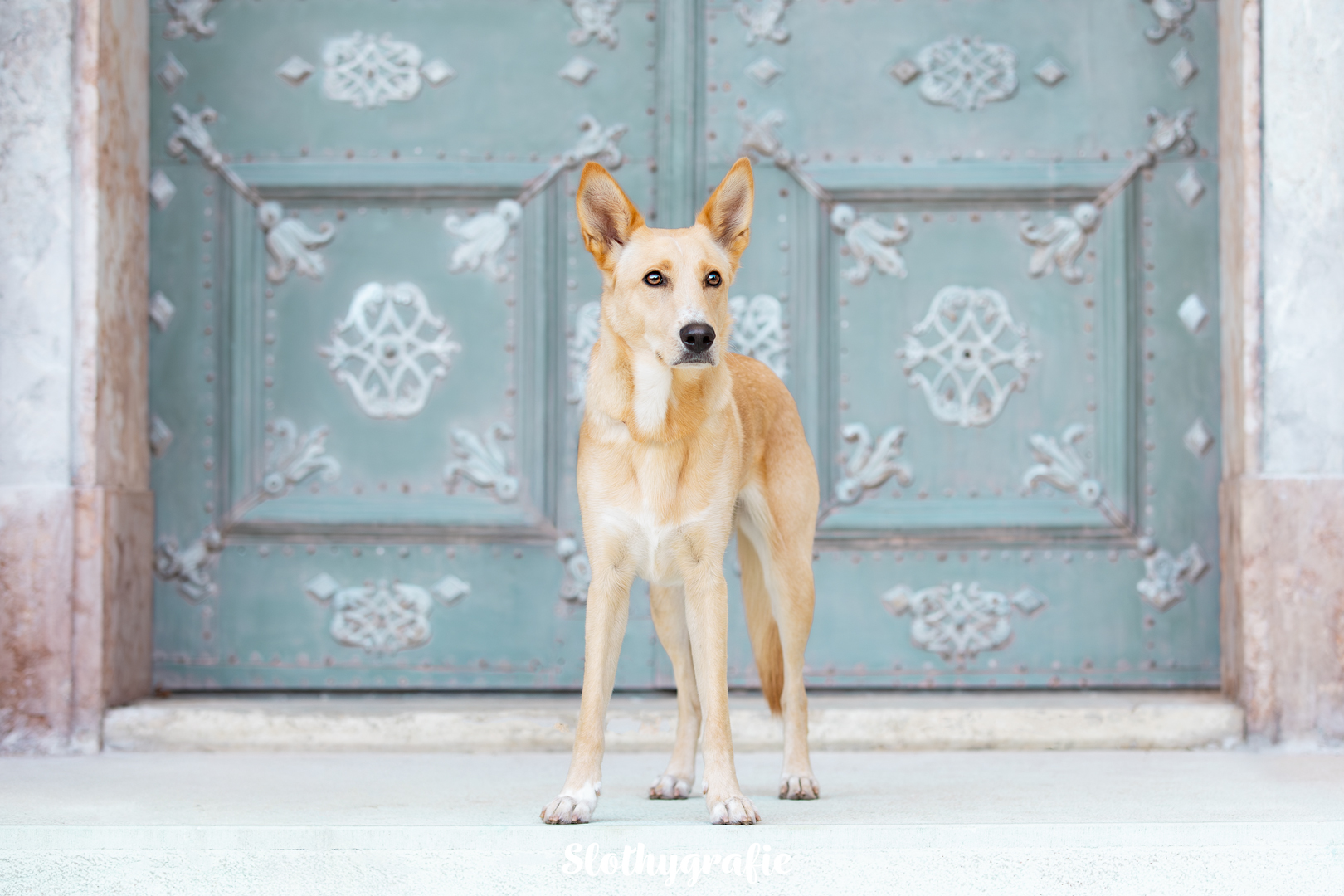 Lotti beim Hundeshooting in Fürstenfeldbruck Lotti beim Hundeshooting in Fürstenfeldbruck