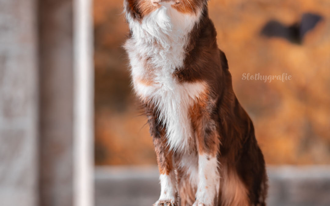 Spontan, neblig, wunderschön – ein Hundeshooting mit Luna am See