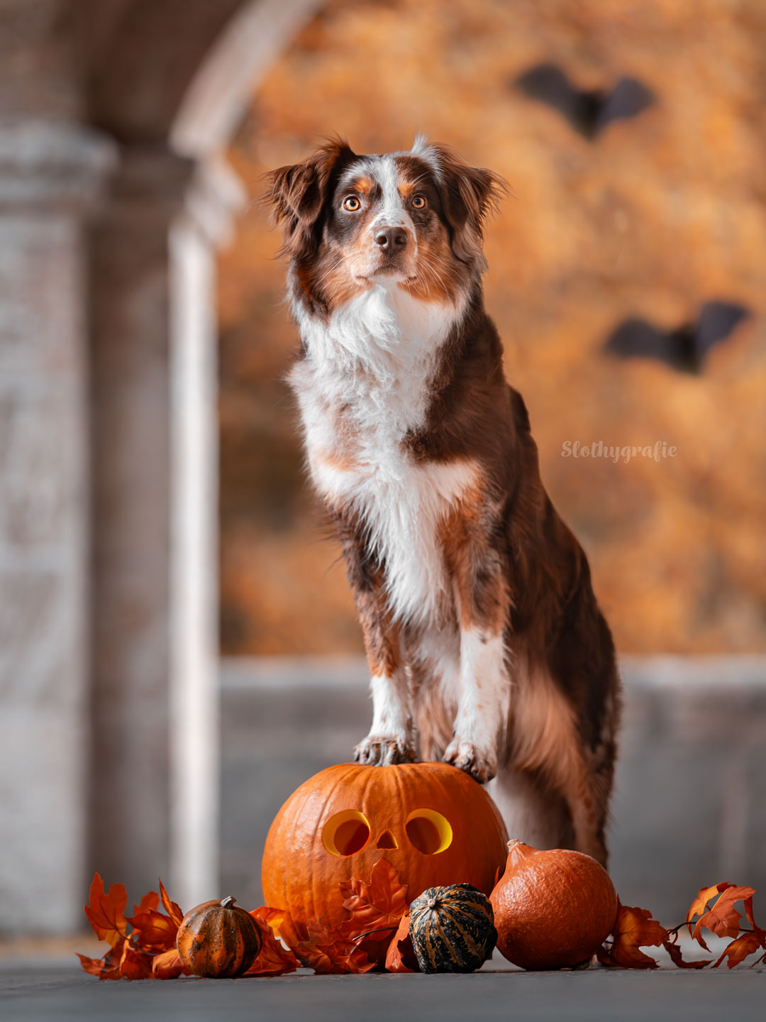 Halloween Shooting mit Hund am Starnberger See