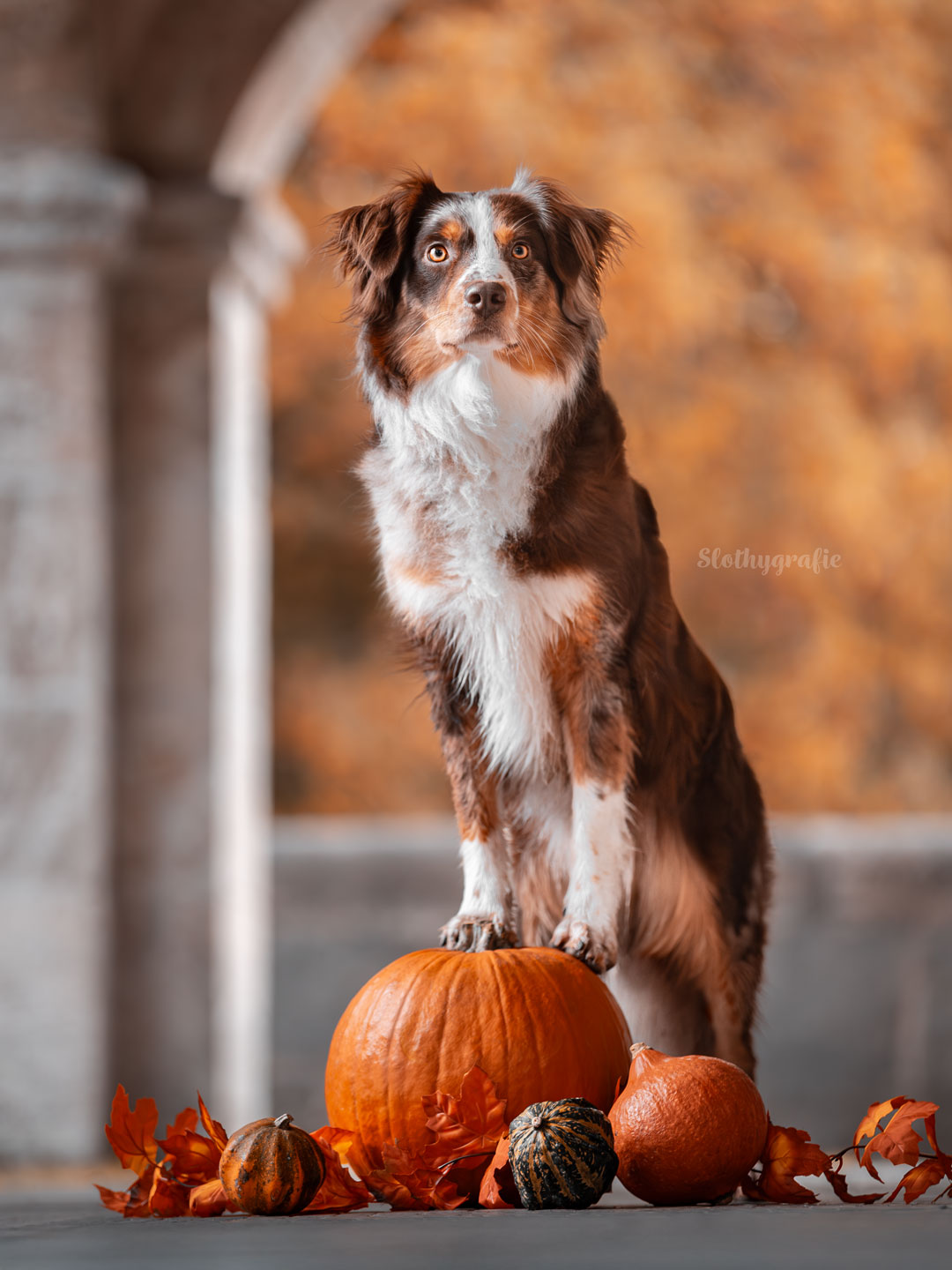 Halloween Shooting mit Hund am Starnberger See