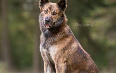 Ehrenamtliches Hundeshooting für Denia Dogs e. V. – Tierschutzhündin Raluka vor der Kamera