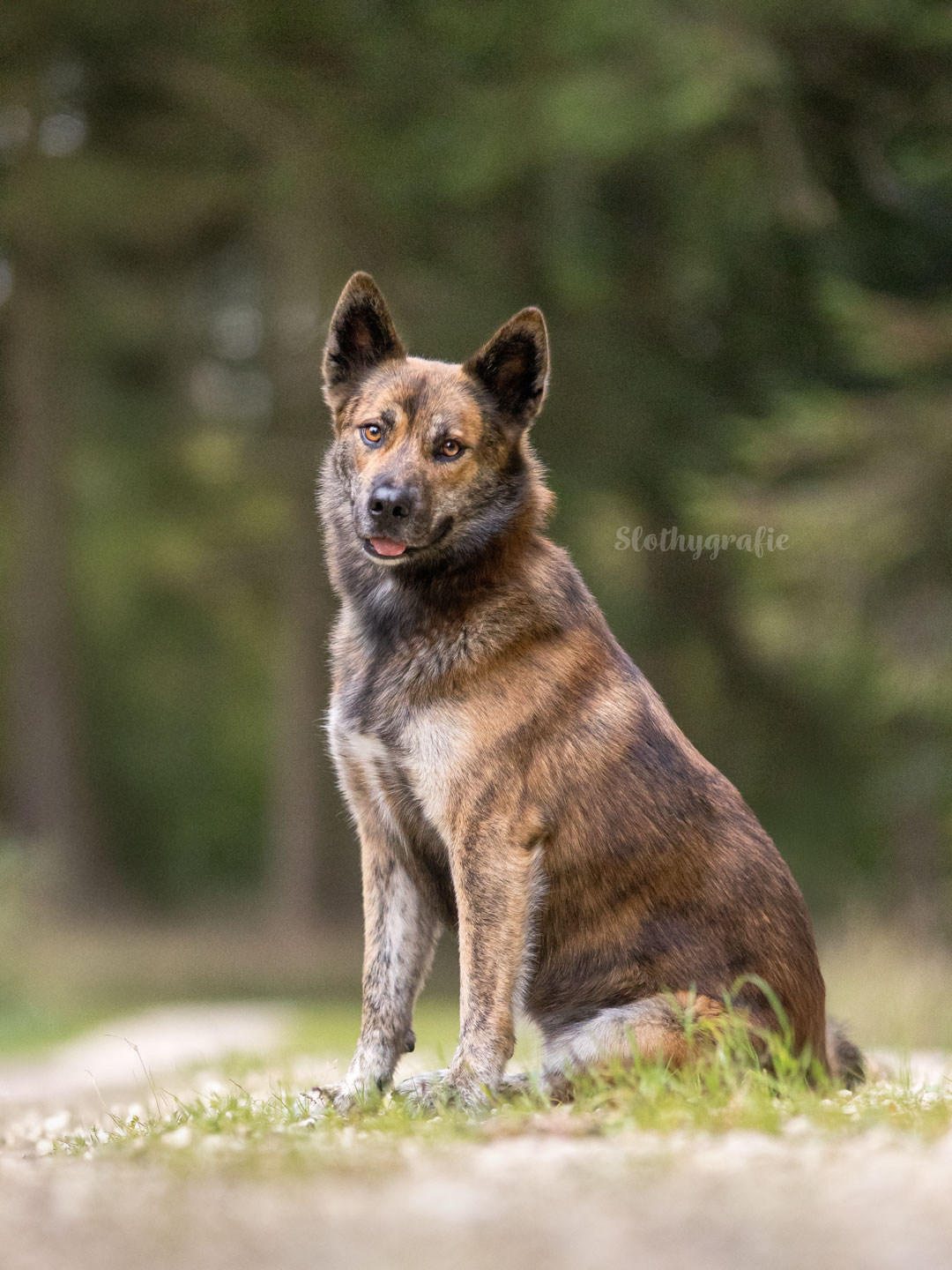 Ehrenamtliches Hundeshooting für Fotos für Pfoten und Denia Dogs e. V. mit Raluka in Fleinheim