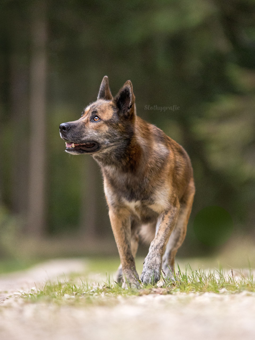 Ehrenamtliches Hundeshooting für Fotos für Pfoten und Denia Dogs e. V. mit Raluka in Fleinheim