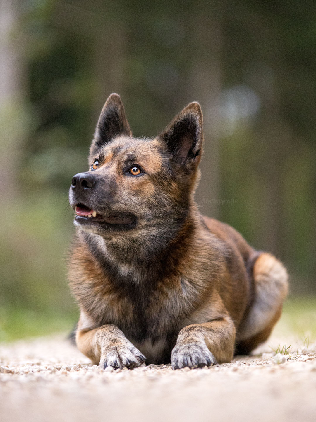 Ehrenamtliches Hundeshooting für Fotos für Pfoten und Denia Dogs e. V. mit Raluka in Fleinheim