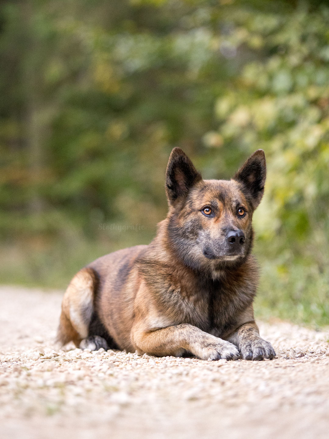Ehrenamtliches Hundeshooting für Fotos für Pfoten und Denia Dogs e. V. mit Raluka in Fleinheim