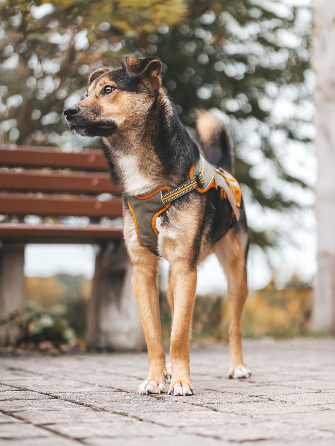 Hundeshooting mit Simba in Saverwang