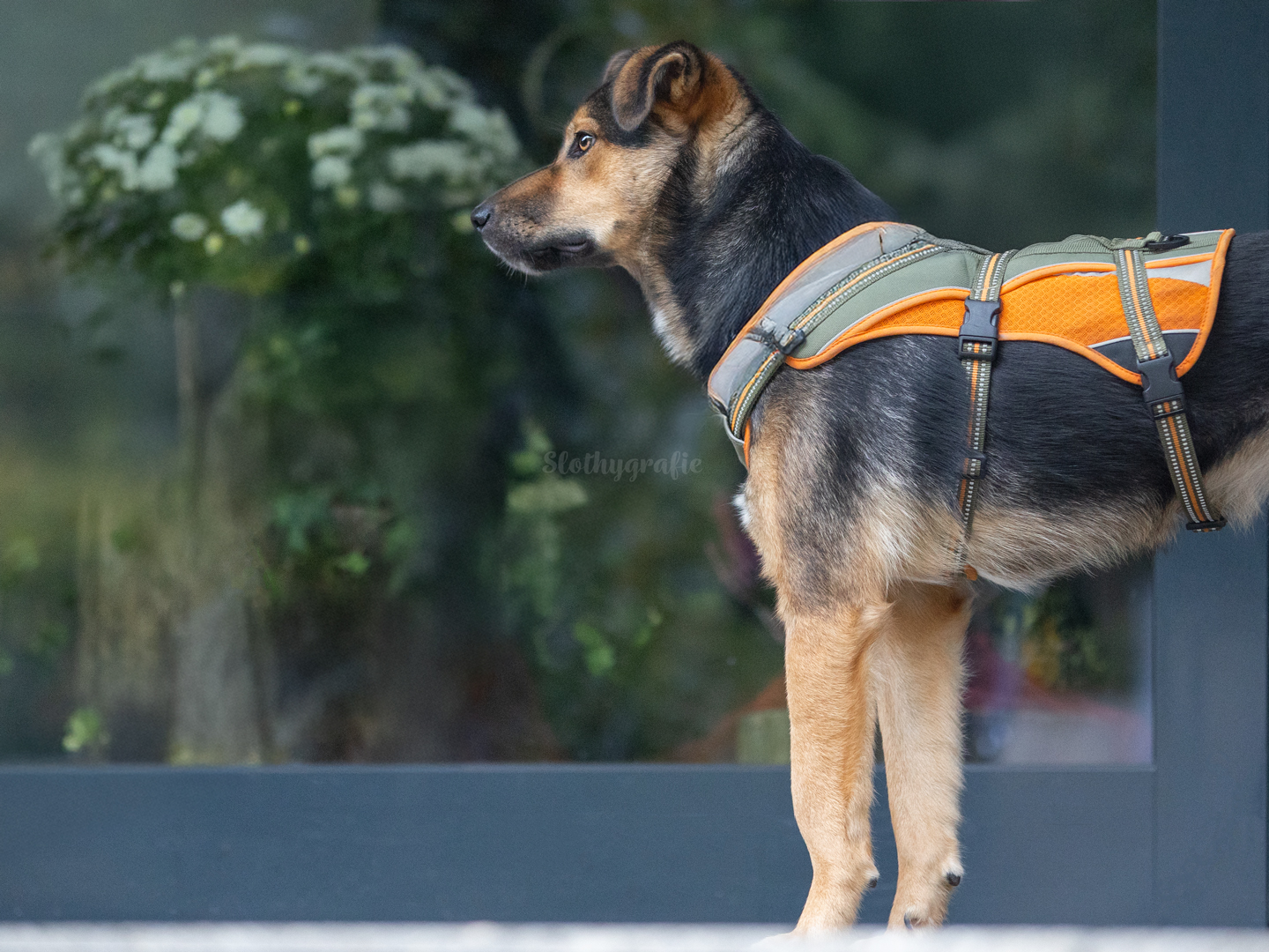 Hundeshooting mit Simba in Saverwang