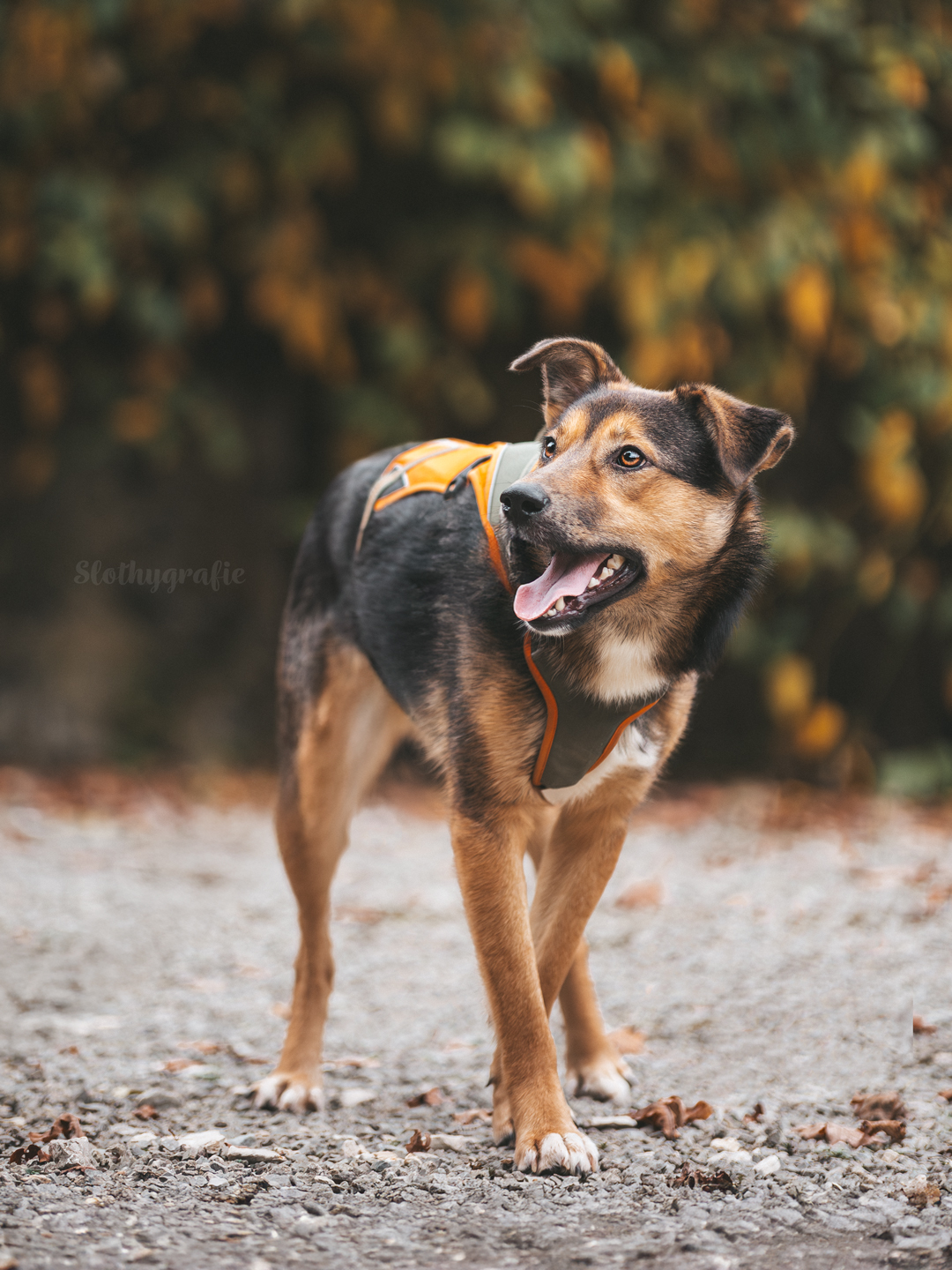 Hundeshooting mit Simba in Saverwang
