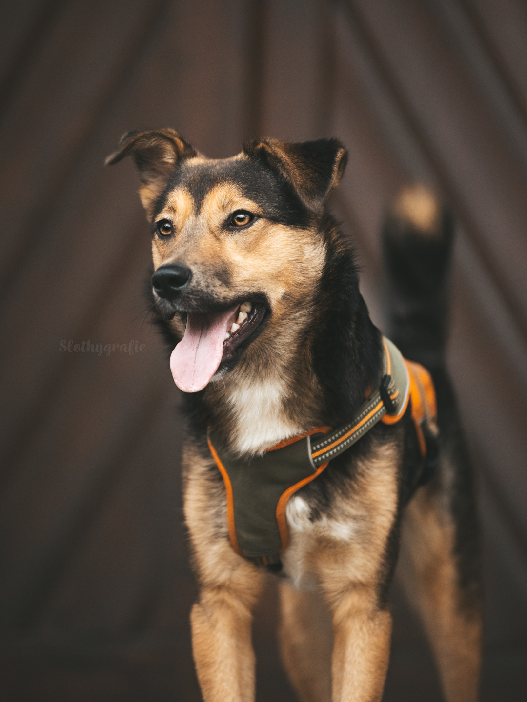 Hundeshooting mit Simba in Saverwang