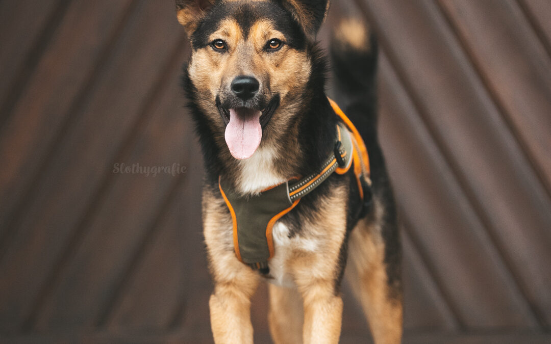Ehrenamtliches Hundeshooting für den Aalener Tierschutzverein Dogshope e.V.