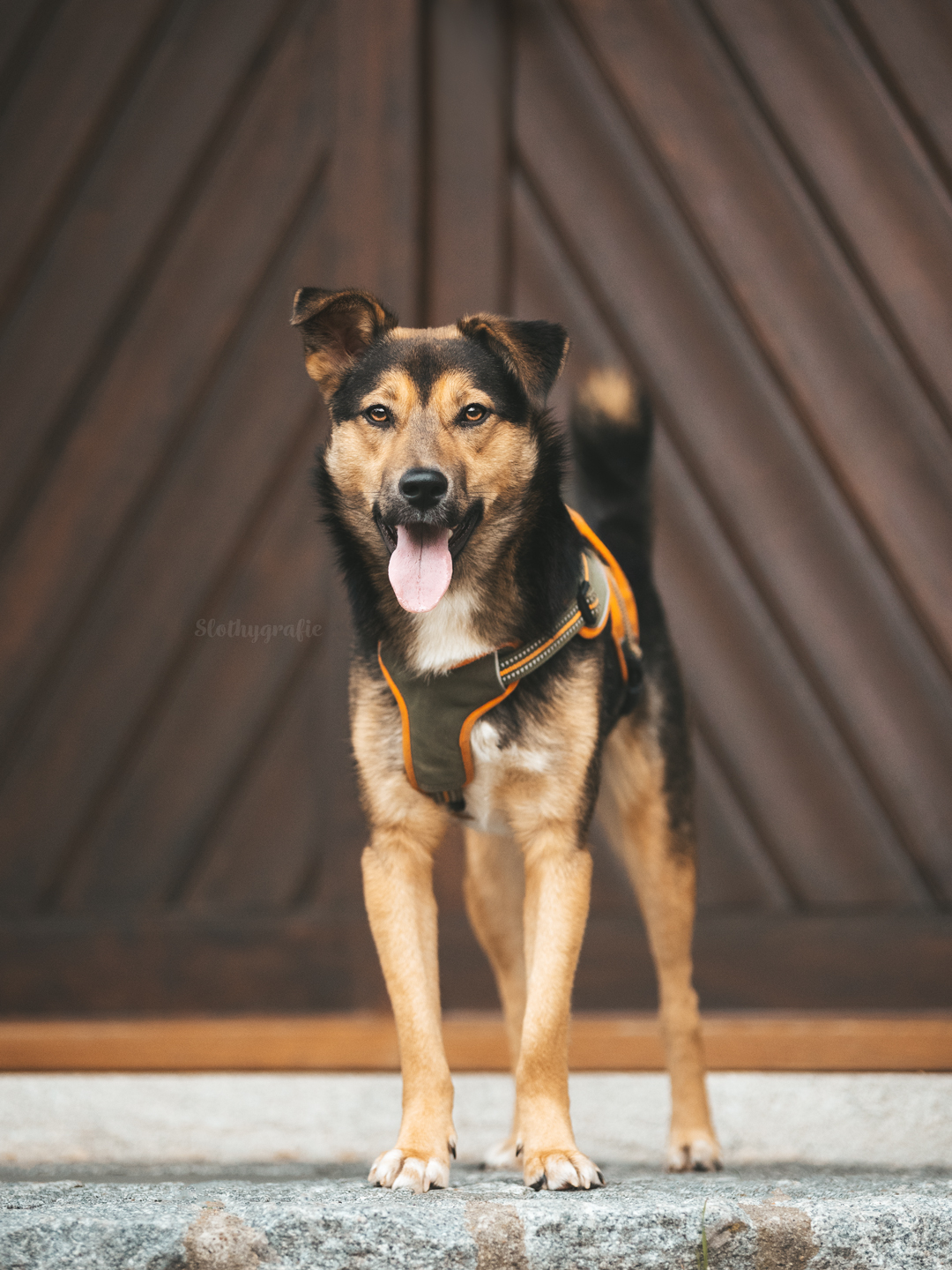 Hundeshooting mit Simba in Saverwang