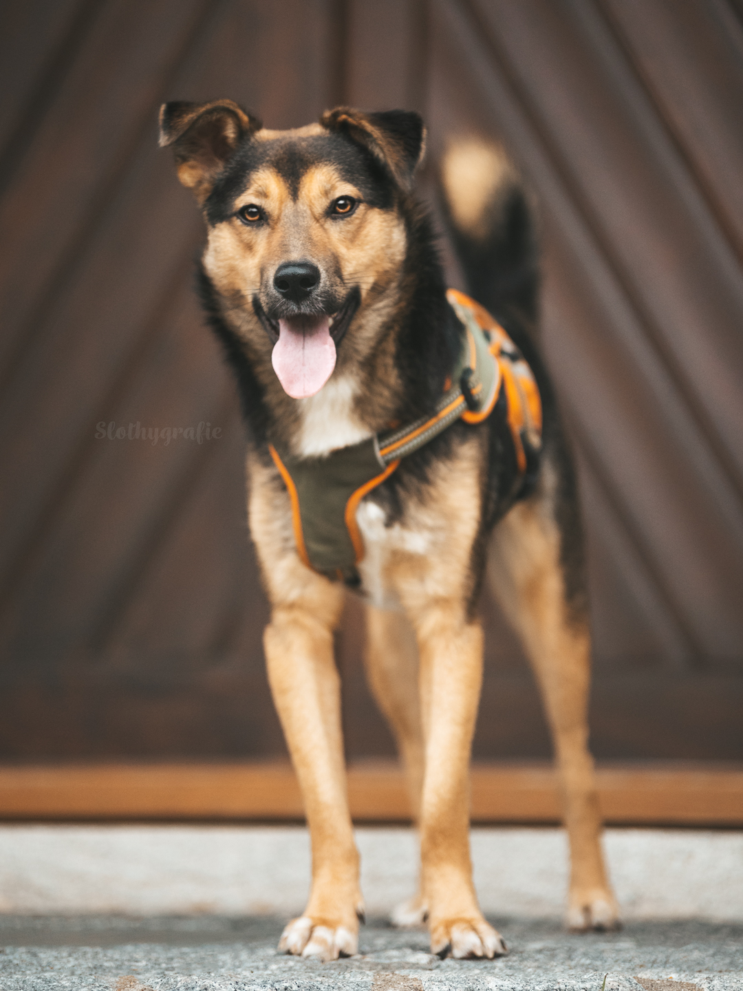 Hundeshooting mit Simba in Saverwang