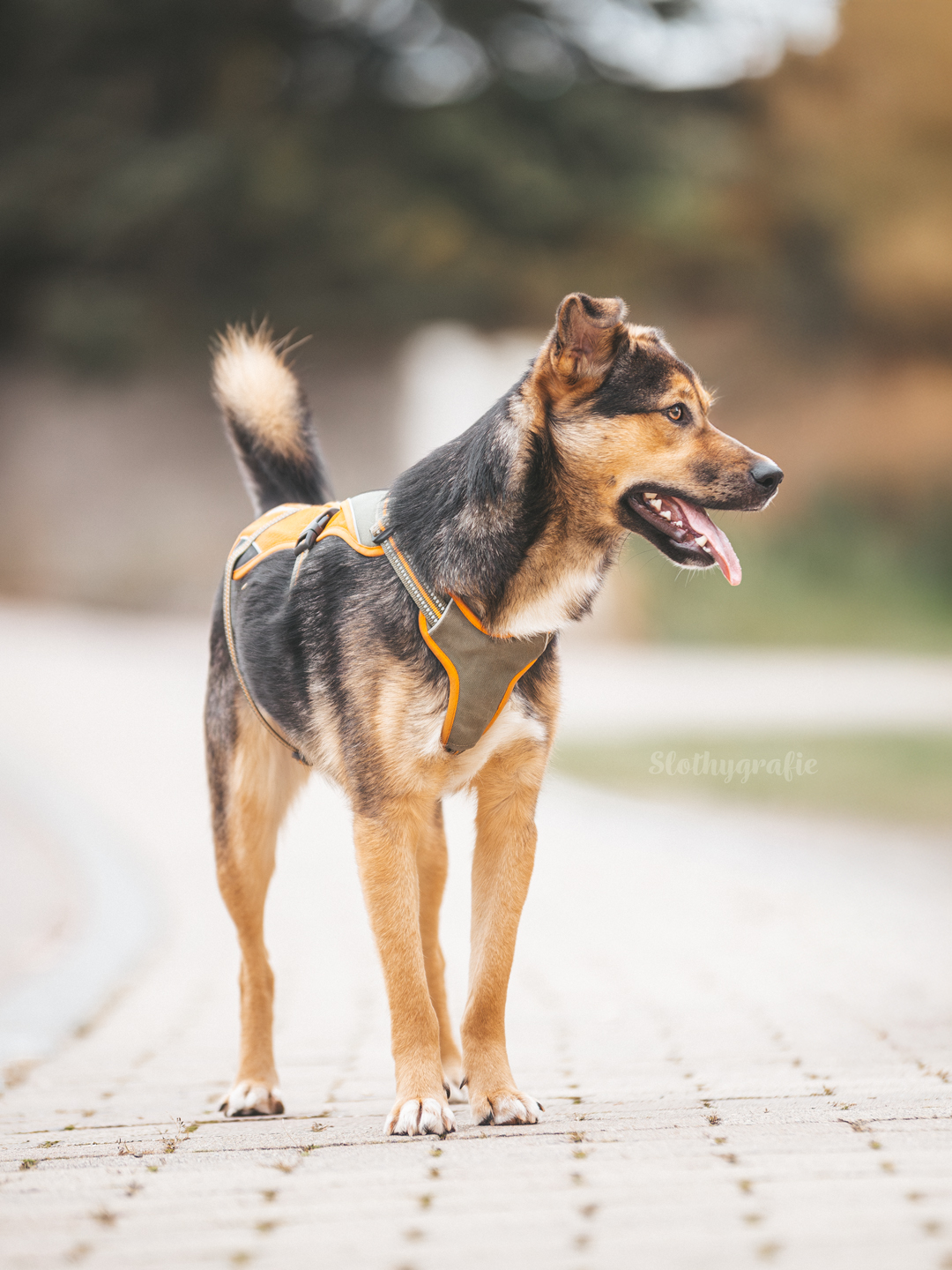 Hundeshooting mit Simba in Saverwang