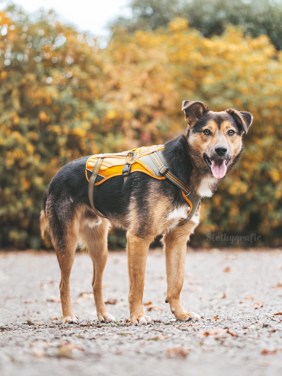 Hundeshooting mit Simba in Saverwang