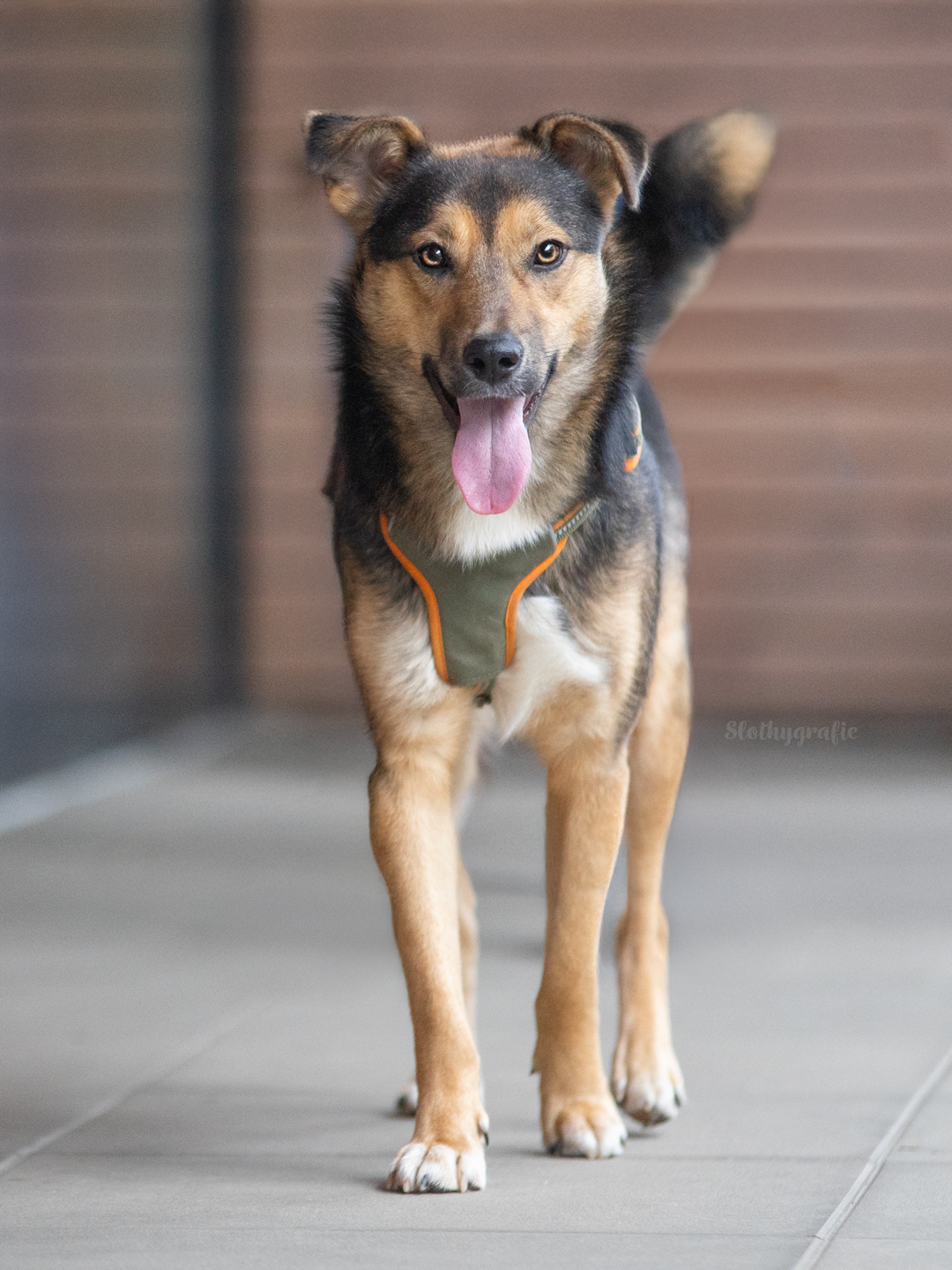 Hundeshooting mit Simba in Saverwang