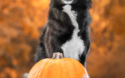 Herbstliches Hundeshooting mit Jack & Talina von den Riesertatzen