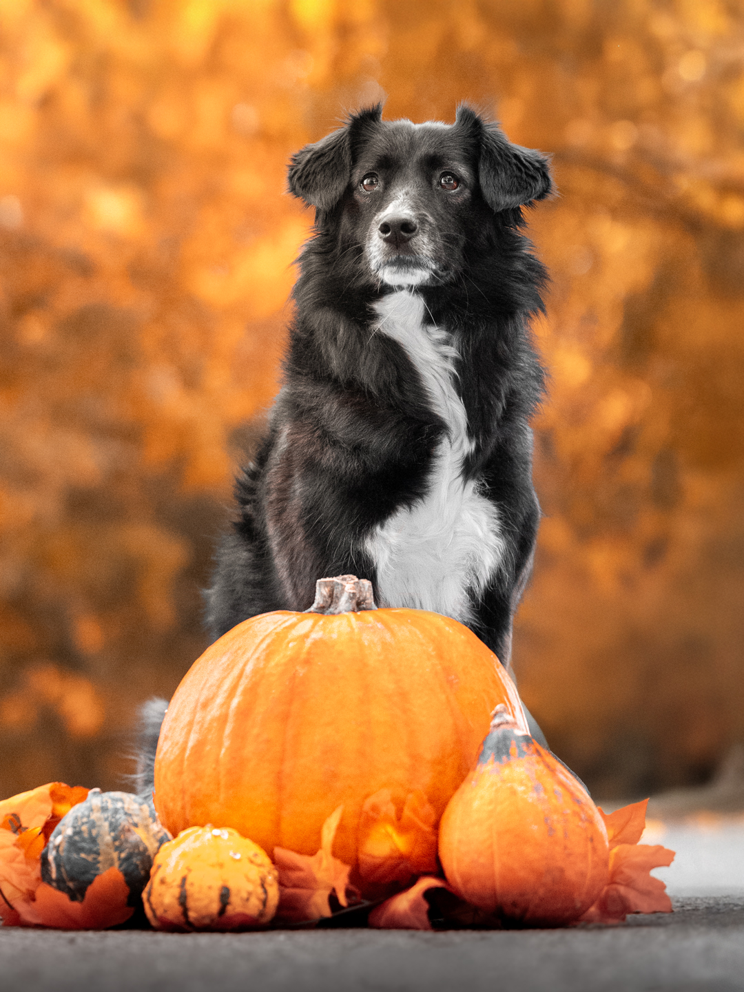 Talina mit Kürbissen in Amerdingen