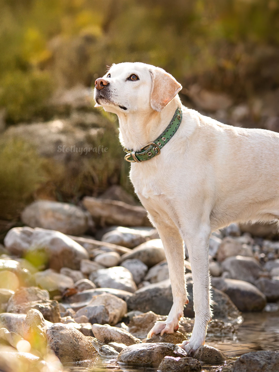 Hundeshooting mit Biene in den Bergen