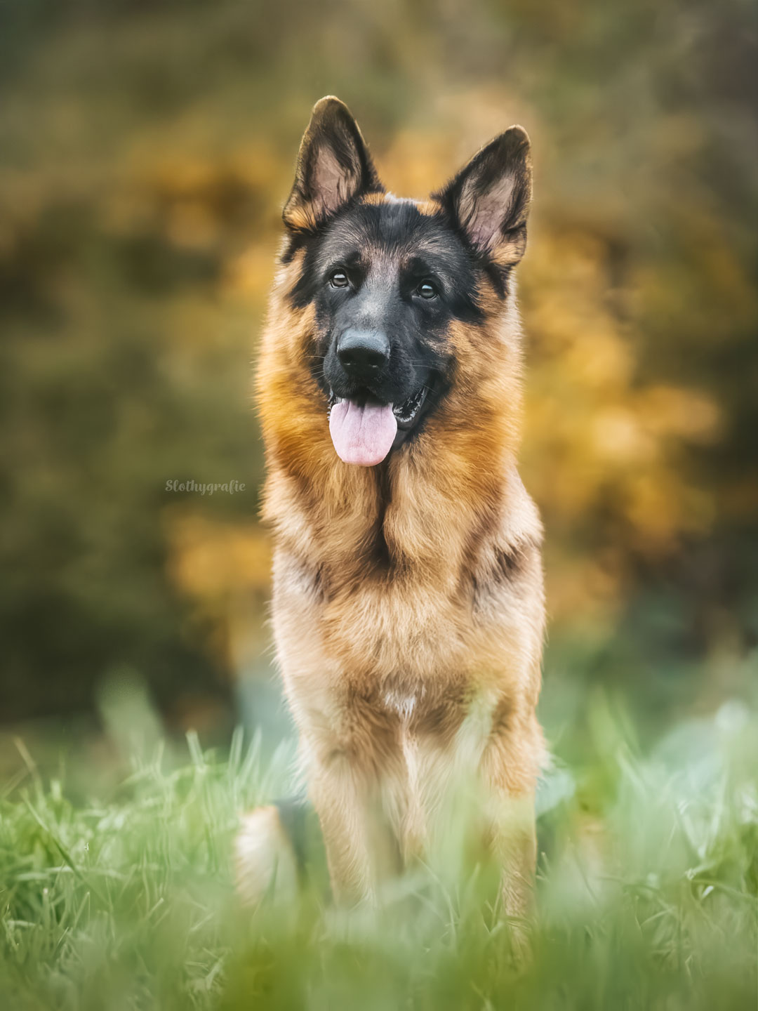 Schutzhundeshooting zwischen Blaustein und Blaubeuren bei Ulm