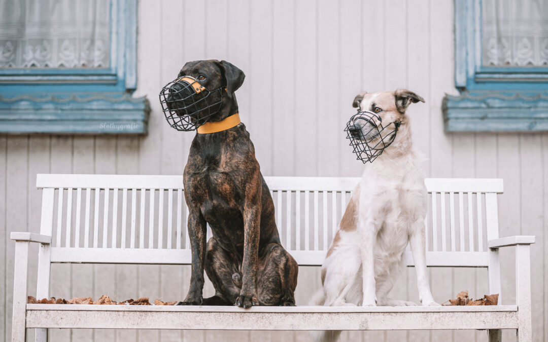 Herbst-Fotowalk in München: Hunde, Herbstfeeling & jede Menge Spaß im Wald